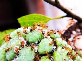 The teamwork concept. World of the ant. Close up Red Weaver ants in the garden. photo