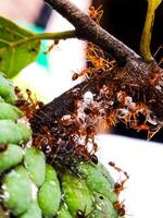 The teamwork concept. World of the ant. Close up Red Weaver ants in the garden. photo