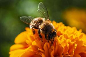 a bee is sucking yellow flower honey photo