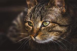 the head of a brown cat is stalking prey photo