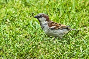 Sparrows are walking on the grass photo