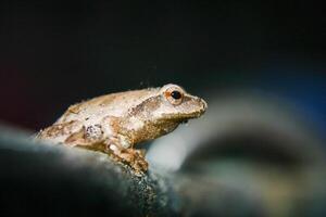 A frog is on a rock and preparing to jump photo