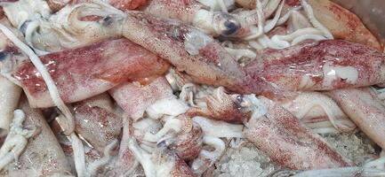Fresh raw squid or calamari background for sale at Indonesian market photo
