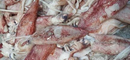 Fresh raw squid or calamari background for sale at Indonesian market photo