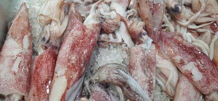 Fresh raw squid or calamari background for sale at Indonesian market photo