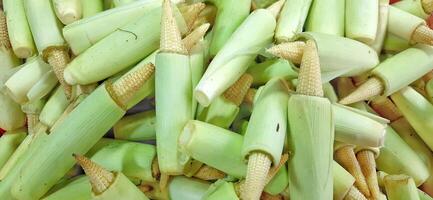 Heap of fresh baby corns or young corns or jagung putern background photo