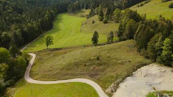 Drone view of herd of cows grazing on green free-range hill in Bavarian Alps in Germany. Aerial view of domestic cattle herd grazing in September on hillside in mountains of Bavaria, Germany. video