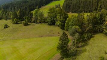 Drone view of herd of cows grazing on green free-range hill in Bavarian Alps in Germany. Aerial view of domestic cattle herd grazing in September on hillside in mountains of Bavaria, Germany. video