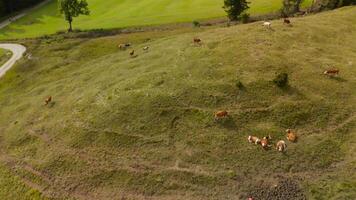 Drone view of herd of cows grazing on green free-range hill in Bavarian Alps in Germany. Aerial view of domestic cattle herd grazing in September on hillside in mountains of Bavaria, Germany. video