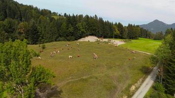 Drone view of herd of cows grazing on green free-range hill in Bavarian Alps in Germany. Aerial view of domestic cattle herd grazing in September on hillside in mountains of Bavaria, Germany. video