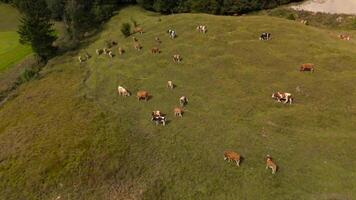 Drone view of herd of cows grazing on green free-range hill in Bavarian Alps in Germany. Aerial view of domestic cattle herd grazing in September on hillside in mountains of Bavaria, Germany. video