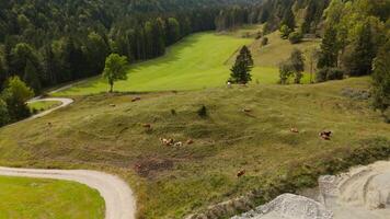 Drone view of herd of cows grazing on green free-range hill in Bavarian Alps in Germany. Aerial view of domestic cattle herd grazing in September on hillside in mountains of Bavaria, Germany. video