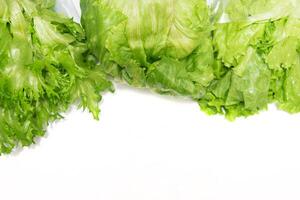 Green lettuce group set photo