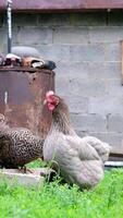 two gray and black hens are walking in the backyard and nibbling grass video