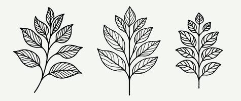 Three different types of leaves drawn in black and white, Illustration of a Plant vector