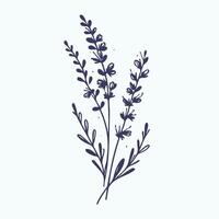 Lavender flowers on a white background vector