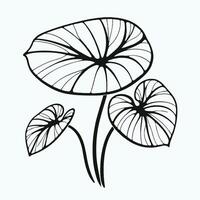 A black and white drawing of a lotus leaf vector