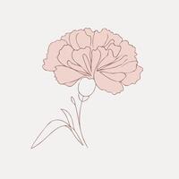 A pink carnation flower on a white background vector