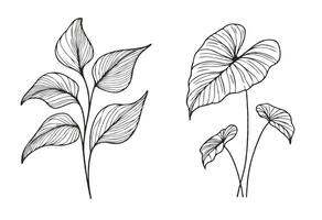 Two drawings of leaves, one with leaves and one without vector