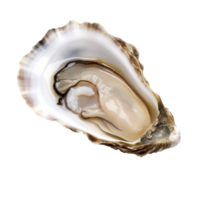 Close-up of a fresh oyster showcasing its natural shell and meat png