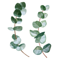Hand-drawn watercolor illustration of elegant eucalyptus branch with lush, aromatic leaves. Perfect for wedding invitations, botanical prints, rustic or minimalist home decor, romantic greeting cards. png