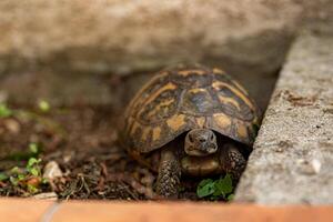 A tortoise is slowly moving in a garden environment, positioned close to a retaining wall with some green plants visible. The sun is shining, highlighting its intricate shell patterns and features. photo