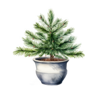 Watercolor Painting of a Small Pine Tree in a Pot png
