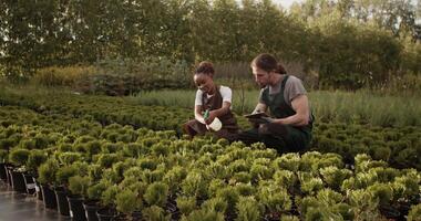 Diverse farmers with tablet fertilizing plants video