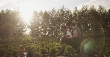 Diverse farmers with tablet fertilizing plants video