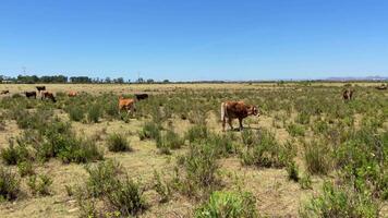 cenas do vacas pastar enquanto comendo Relva dentro uma campo durante uma verão dia video