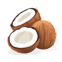 Freshly Opened Coconut on a White Backdrop vector