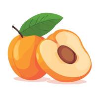 Bright and Ripe Peach Halves on White vector