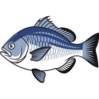 A bass fish on a white background vector