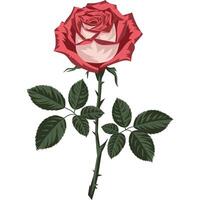 A red rose with leaves on a white background vector