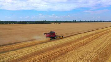 Process of gathering a ripe crop from the field. Red combine harvester in action on wheat field. from dron. video