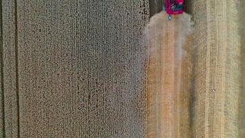 Heavy technics in wheat field. Red combine harvesting dry wheat. Observing process. View from above. video