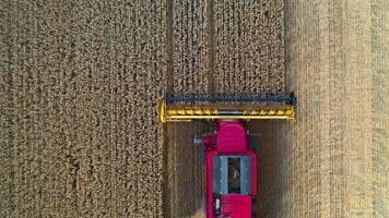 Combine harvester from above. Agriculture machine harvesting golden ripe wheat field. A field after a harvest time. Aerial view from dron. video