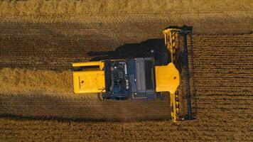 Yellow combine is working on the large wheat field. Heavy machinery harvests dry ripe wheat. Agricultural concept. from above. video