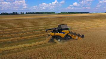 Grain harvesting combine in a sunny day. Yellow field with grain. Agricultural technique works in field. video