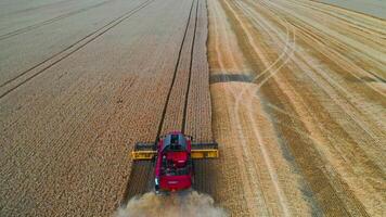 Red harvesting machine harvests crop in endless field. Dry wheat in field. from above on working technic. video