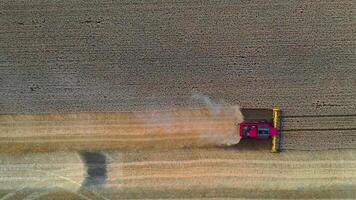 Aerial view on the combine working on the large wheat field. Grain harvesting equipment in the field. video