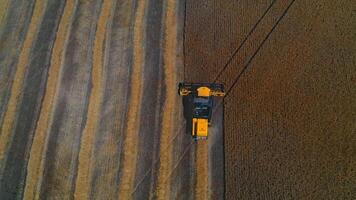 Yellow big combine works on field with grain. Agricultural technic gathers crop. from above. video
