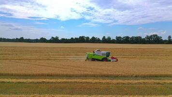 Green grain harvesting combine in a sunny day. Yellow field with grain. Agricultural technic works in field. Closeup. video