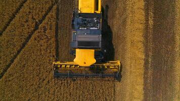 Large view on yellow combine. Special technic in field. Modern machinery in gold wheat. from above. video