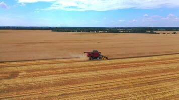 Aerial view on the combine working on the large wheat field. Grain harvesting equipment in the field. video