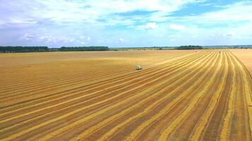 Summer wheat harvesting. Working rye harvester combine machines on gold wheat fields. from above on wide distance. video