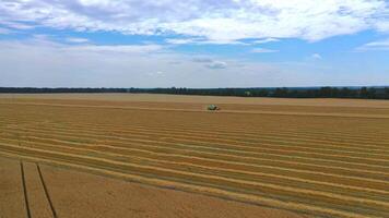 Grain green harvesting combine in a sunny day. Yellow field with grain. Agricultural technic works in field. from side. video