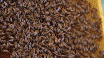 Working bees on honeycomb. Frames of a bee hive. Apiculture video