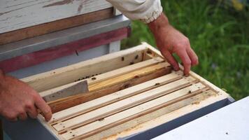 Beekeeper is working with bees and beehives on the apiary. Beekeeper on apiary. video