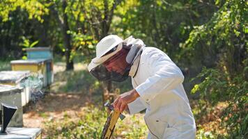Beekeeper works with bees and beehives in the apiary. Beekeeping concept. video